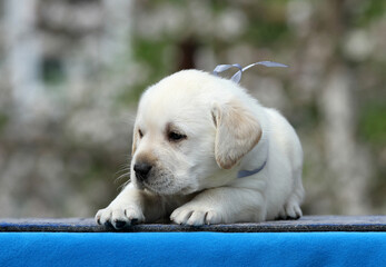 yellow labrador puppy on the blue