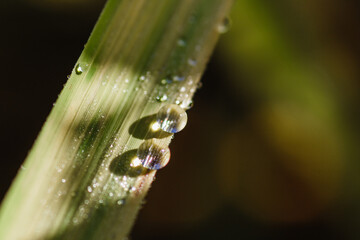 Dew drops on the leaf in the morning sun against a beautiful green blur background. Rural nature concept.