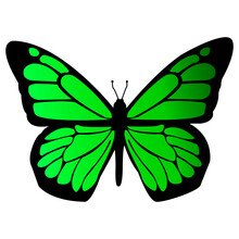 Green Butterfly Isolated On White Background