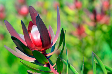 Canvas Print - Leucadendron 