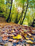 Fototapeta Krajobraz - Laub Sonnenstrahl Herbst