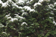 Close-up Of Green Tree In Snow In The Forest