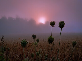 Foggy autumn landscape, field plants, bushes with flowers in a dense blue fog.