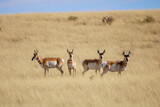 Pronghorn Antelope Arizona