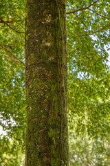 Poster - Tree trunk filled with bryophytes