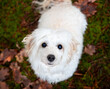 Maltipoo süß weißer Hund Pudel Malteser Blick nach oben