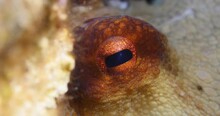 Octopus Close Up Looking Camera Changing Color Shape And Texture Underwater Ocean Scenery