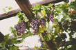 a grapevine with fresh grapes on a wooden trellis