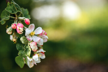 Beautiful white apple blossom flowers in spring time. Background with flowering apple tree. Inspirational natural floral spring blooming garden or park. Flower art design. Selective focus.