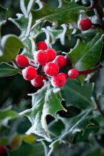 Holly Berry Tree Frosted In Closeup Macro View