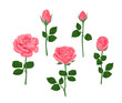 Pink roses of different shapes set. Vector illustration of blooming flowers and buds with stems and green leaves in cartoon flat style.