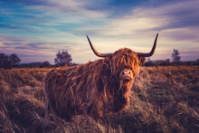 
Scottish Highlands Bull Cows In A Dutch Nature Reserve, In Dinteloord. Photo Taken 16-12-2020