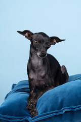 Wall Mural - Italian greyhound dog  lying on a blue pillow against a blue background