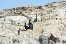 European Shags (Phalacrocorax Aristotelis) Nesting On The Edge Of A Cliffs At Farne Islands National Nature Reserve In Spring. 