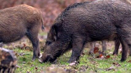 Wall Mural - closeup young wild boar sus scrofa calm piggy looking for nutriment in dark woods. wildlife tranquil