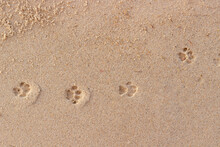 Cat Paw Prints On Wet Sand. Funny Background