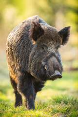 Wall Mural - wild boar, sus scrofa, male moving forward on green meadow in springtime nature at sunrise. hairy ma