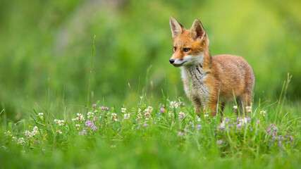 little red fox, vulpes vulpes, looking on green grass in summer nature with copy space. young orange