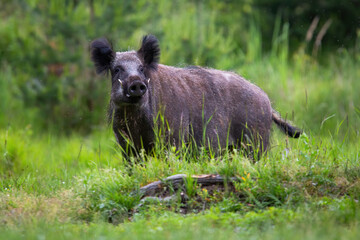 Wild boar, sus scrofa, looking to the camera on grass in summer. Brown hog standing on green pasture in spring. Hairy swine watching on growing meadow.