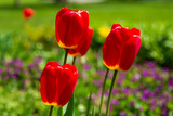 Fototapeta Kwiaty - Close up of red tulip flowers in a park