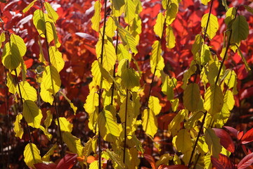 Wall Mural - Bright, red leaves of shrubs. Beautiful colors of the autumn forest. Plants on a sunny, autumn day.