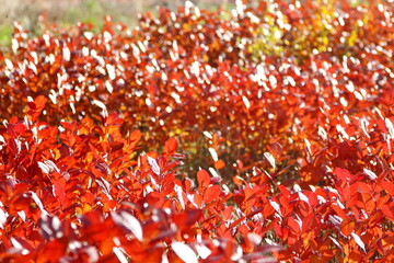 Wall Mural - Bright, red leaves of shrubs. Beautiful colors of the autumn forest. Plants on a sunny, autumn day.