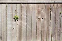 A Small Plant Pushes Through The Cracks Between The Boards Of An Old Wooden Fence To Bath In The Hot Afternoon Sunlight