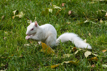 Wall Mural - Albino squirrel eating bird seed on the ground