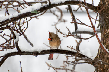 Wall Mural - Female Northern Cardinal sitting on tree branch in the winter.