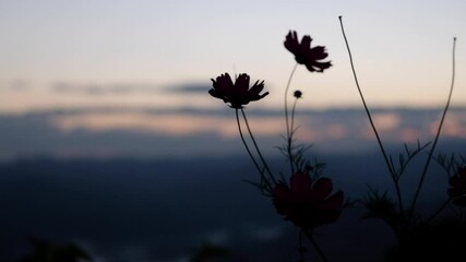 Wall Mural - Slow motion of Cosmos flowers in the morning