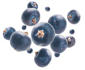 Wall Mural - Juniper berries levitate on a white background