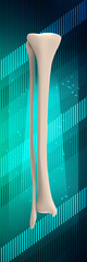 Wall Mural - 3d rendering of Tibia and fibula, medical concept
