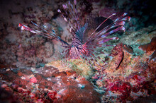 Red Lionfish (Pterois Volitans) Or Zebrafish Is A Venomous Coral Reef Fish Near Anilao, Philippines.  Underwater Photography And Travel.