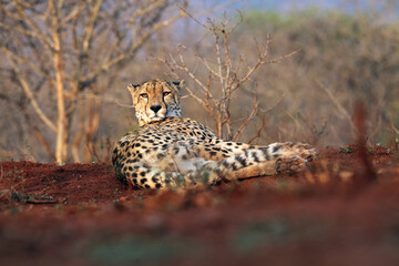 Canvas Print - The cheetah (Acinonyx jubatus), also as the hunting leopard resting on red soil with colorful background.Cheetah in a typical resting position on the ground.