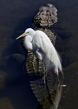 Great White Egret Attired In Their Mating Plumage Riding The Back Of An American Alligator.