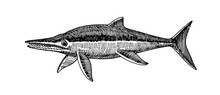 Prehistoric Reptile Of The Jurassic Period, Giant Ichthyosaur With Fins, Ancient Sea Lizard, Vector Illustration With Black Ink Lines Isolated On A White Background In A Hand Drawn Style