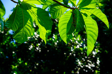 green leaves in the forest