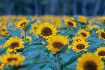 Selective focus sunflowers in a nature background.Beautiful yellow flowers in field.