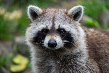 racoon