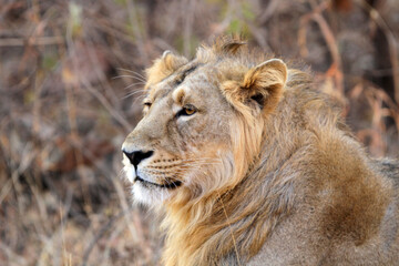 Wall Mural - Asiatic lion, Panthera leo leo