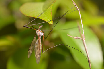 Wall Mural - Crane fly sitting on a plant stem, blurred background