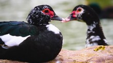 Close Up Of Two Muscovy Ducks Together On A Rock Beside A Pond.	