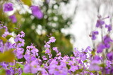 Fototapeta Kwiaty - 紫の花