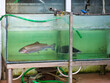 zwei Fische in einem Aquarium, gesehen bei einem Fischgeschäft