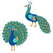 

Peacock. Vector bird