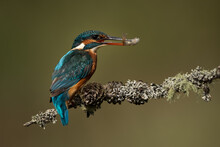Female Kingfisher Perched On A Branch With Fish In Her Beak And A Green Background.  