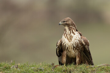 Wall Mural - Common Buzzard looking left whilst stood on a grassy mound with mottled brown and green background.  