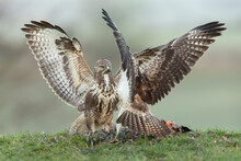 Two Common Buzzards Fighting Over A Pheasant With Wings Outstretched And A Green Background.  