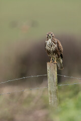 Wall Mural - common buzzard perched on a fence post with green and brown background.
