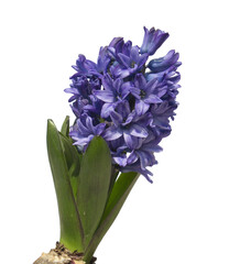 Poster - Blue hyacinth flower isolated white background. The first spring flower is blue hyacinth.